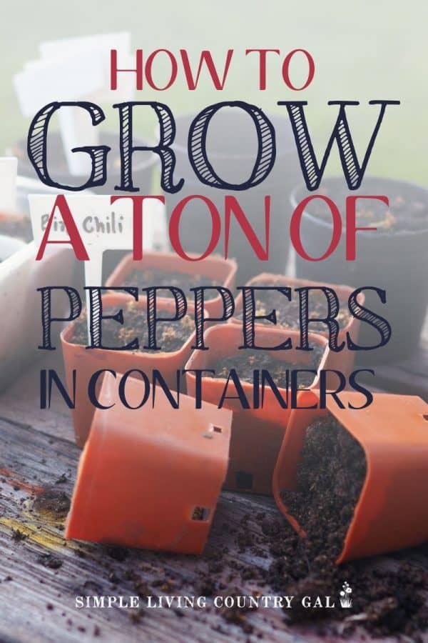 How to Grow Peppers in Containers The City Garden Simple Living Country Gal