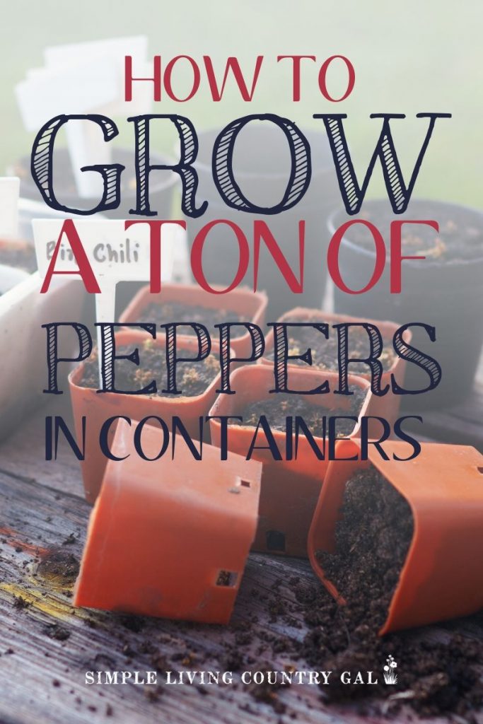 how to grow peppers in containers. How to grow peppers on a porch or patio garden. How to grow a ton of peppers. step by step guide on how to grow peppers in containers so you can have a garden. Tips on how to start your very own patio garden. #patiogarden #peppersincontainers #containergardening