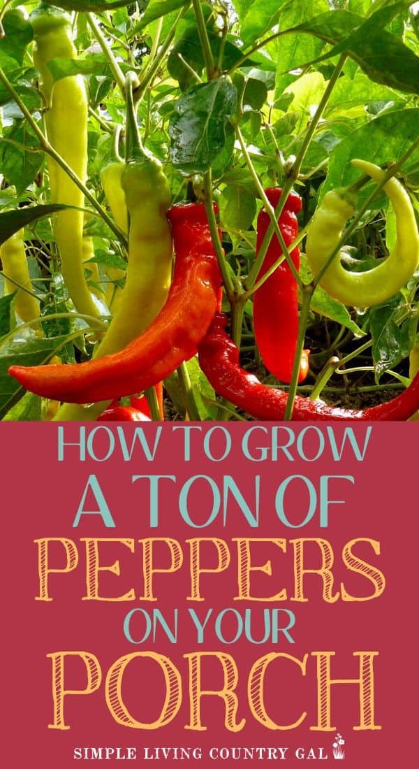 How to Grow Peppers in Containers The City Garden Simple Living