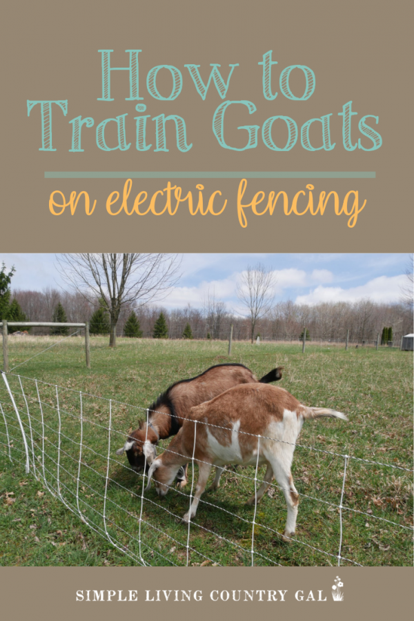 How To Train Goats On Electric Fence Simple Living Country Gal