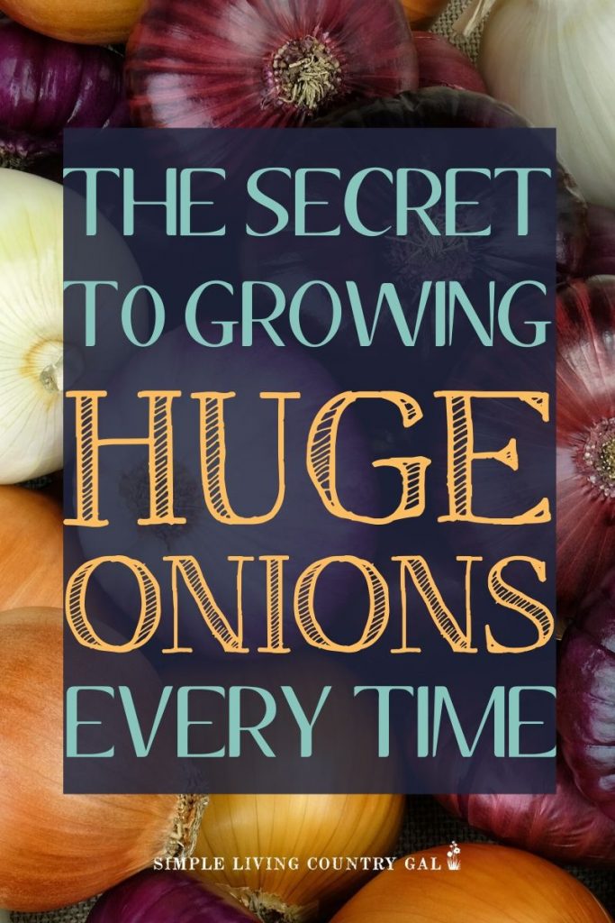 the secret to growing huge onions every time