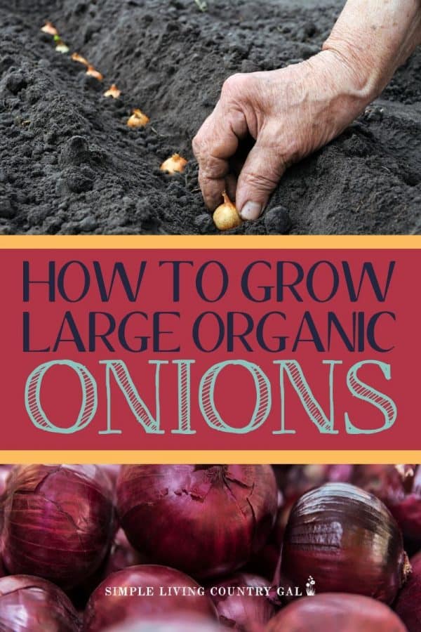 How To Grow Bigger Onions Simple Living Country Gal