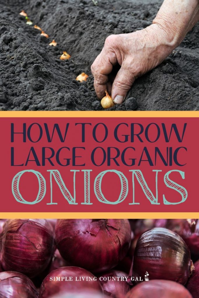 Looking to grow HUGE delicious onions? Here are a few of my very best tricks to try. A go to guide for any beginner gardener. Learn my tips on how to grow bigger onions. It's easier than you might think. #onions #gardening #backyardgarden #gardeningtips