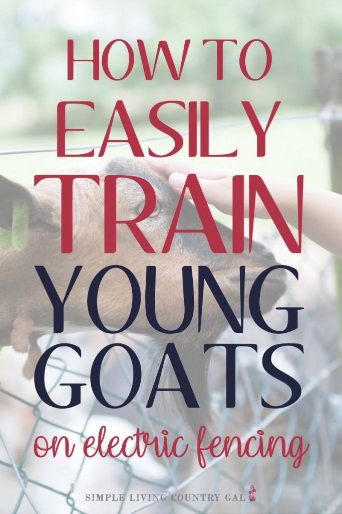 How to Train goats on Electric Fence