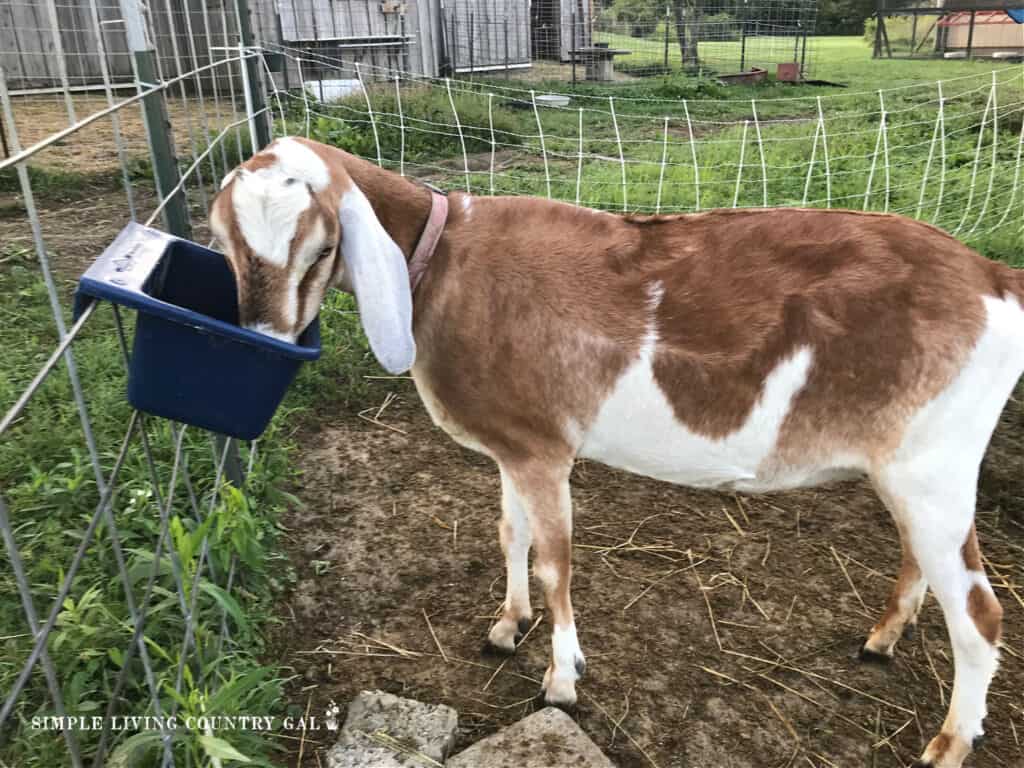 a tan and white goat drinking water out of a bucket