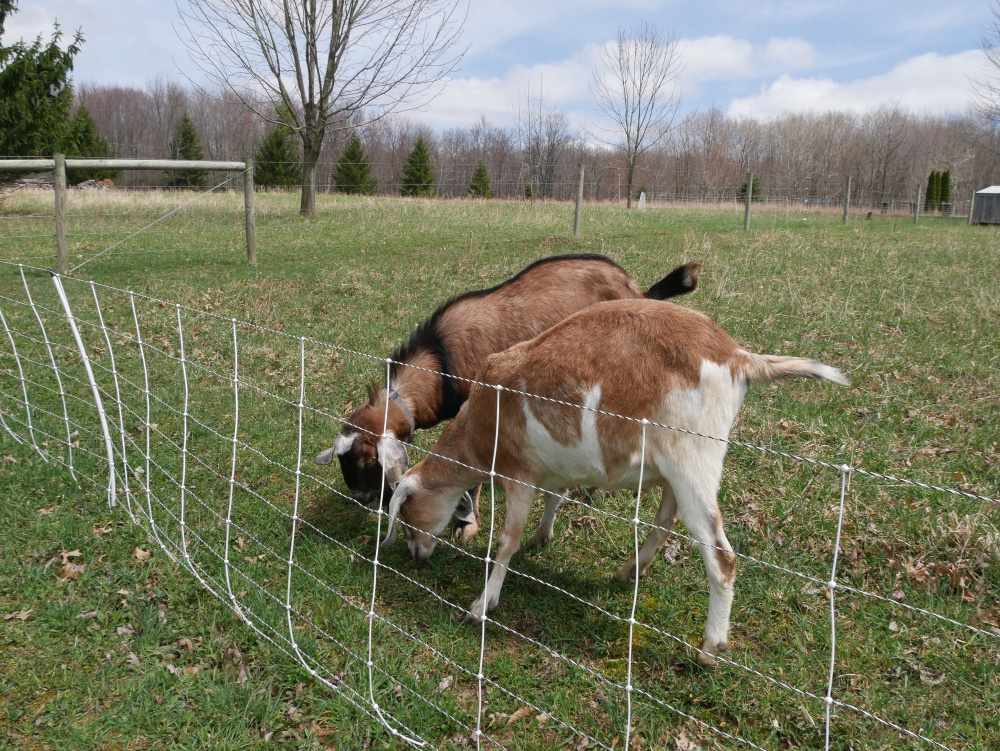 Letting goats explore as you train on electric fence