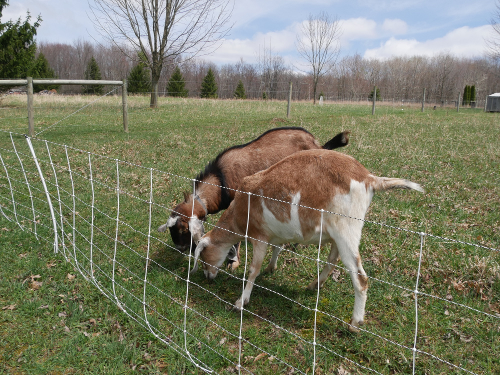 https://simplelivingcountrygal.com/wp-content/uploads/2019/04/train-goats-on-electric-fence-boys-2.jpg