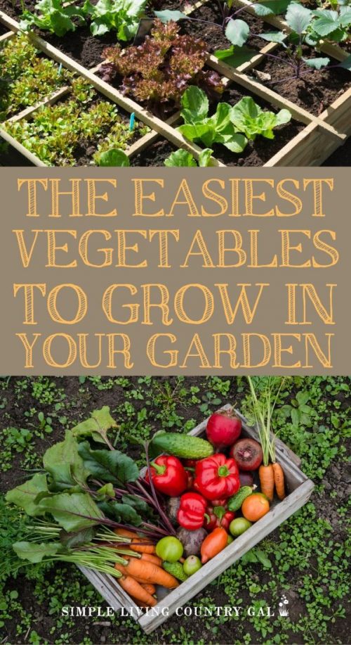 7 Easy First Time Gardener Vegetables to Grow | Simple Living Country Gal