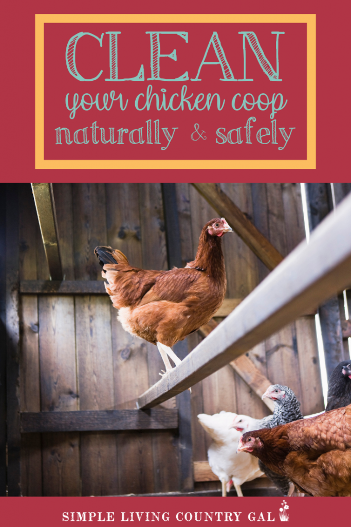 clean your chicken coop naturally