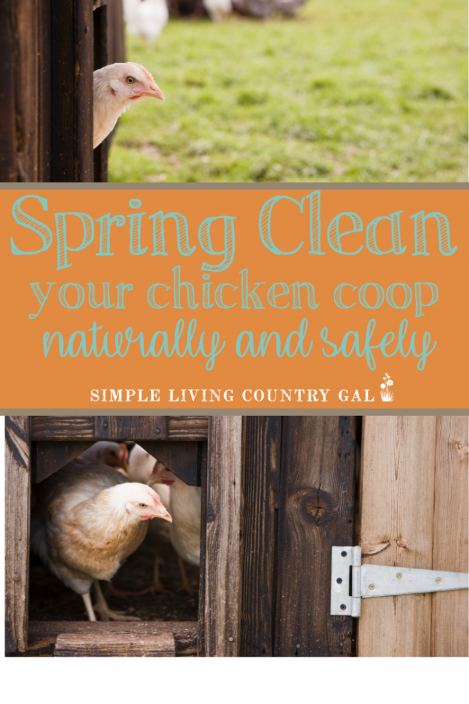 Cleaning out the chicken coop in the spring is one of those chores that need to be done correctly. Clean coops mean clean eggs and healthy chickens. Get the steps you need to clean your coop in the spring, summer, and fall. #chickens #backyardchickens #raisingchickens
