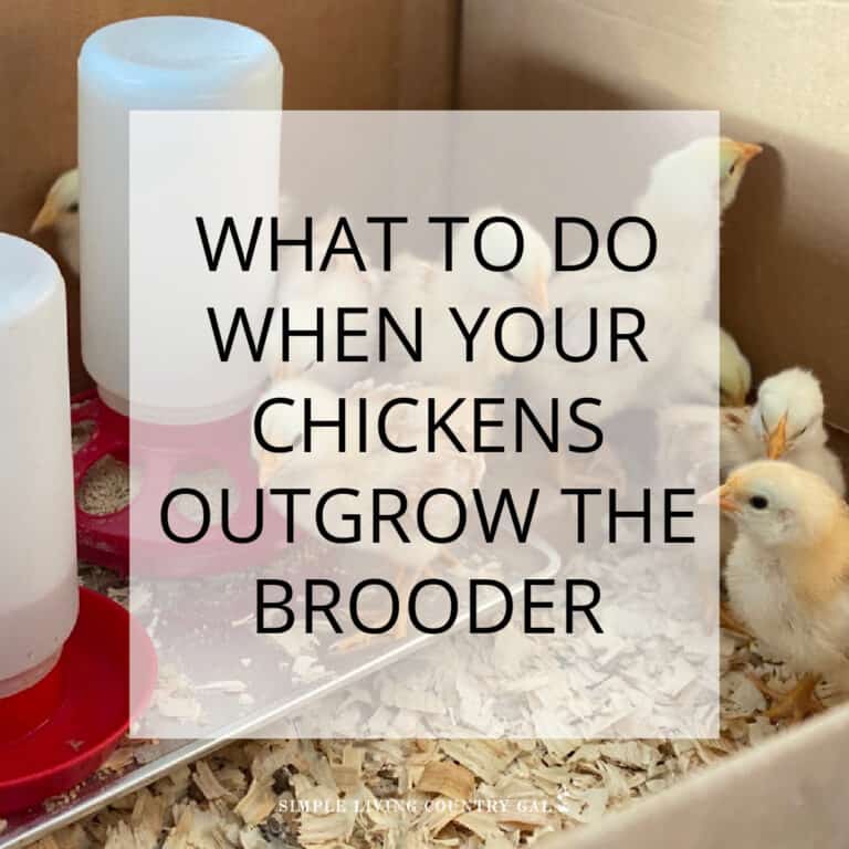 When Chicks Outgrow Their Home