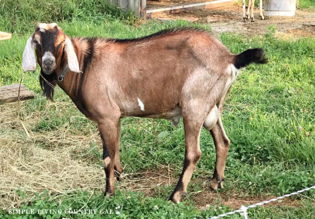 a Nubian goat buck standing in a pasture