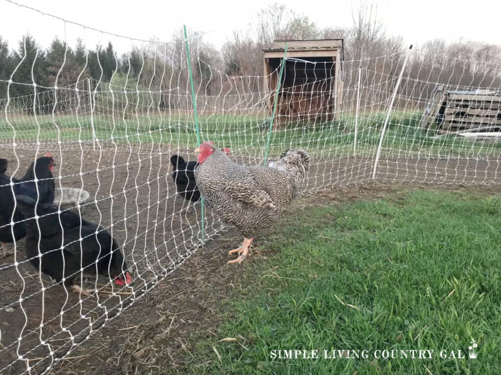 a rooster on one side of fence netting with hens on the other side