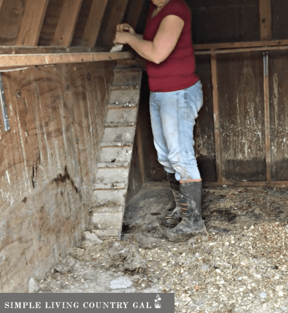 a woman using a paint scraper to clean a chicken roost in a coop