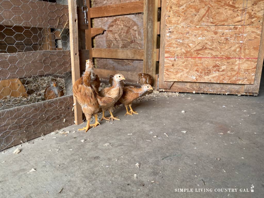 baby chicks standing by the door way of their coop 