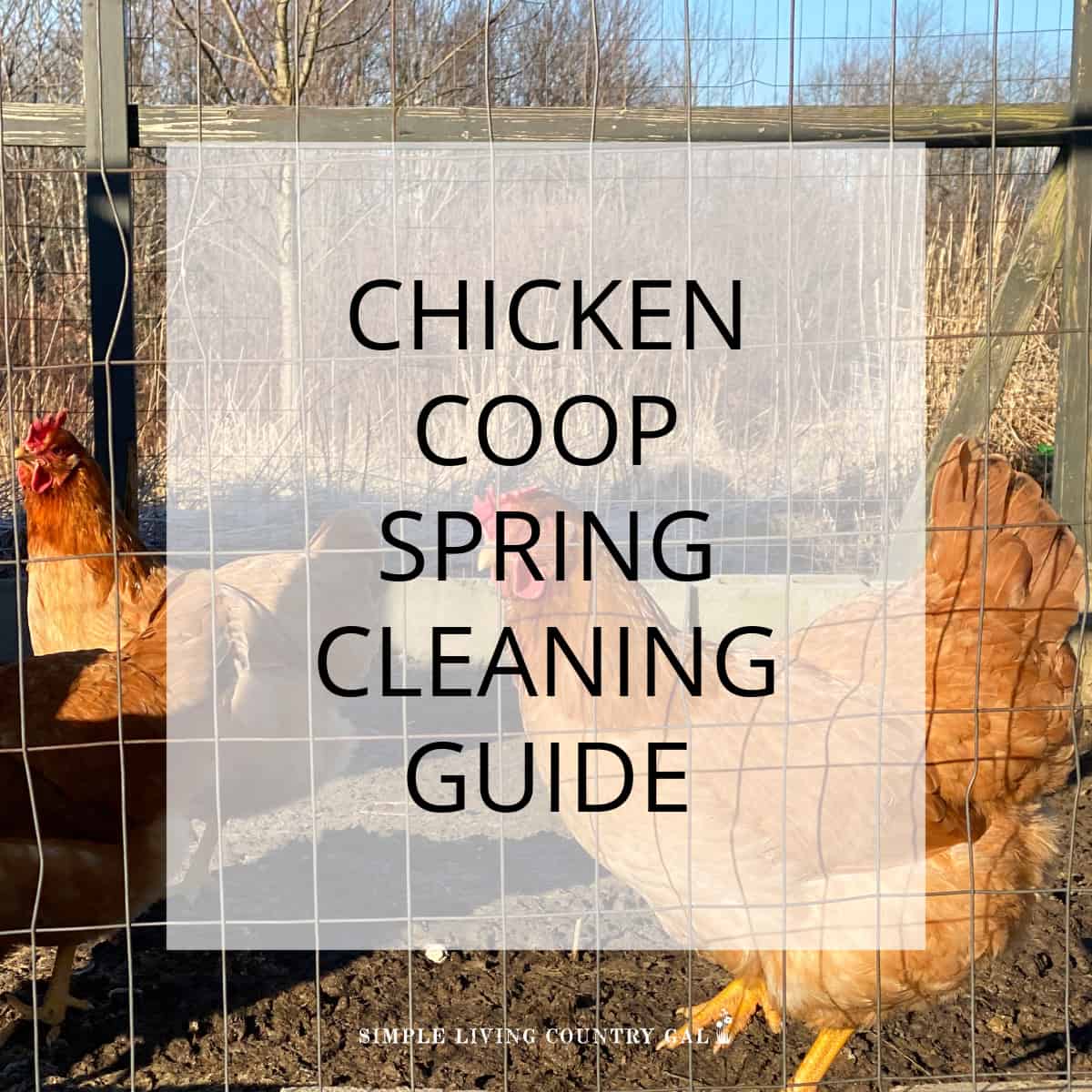 1200px x 1200px - Cleaning Out The Chicken Coop Naturally and Safely | Simple Living Country  Gal