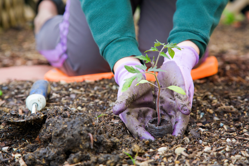 Planting a garden. A list of first time gardener vegetables.