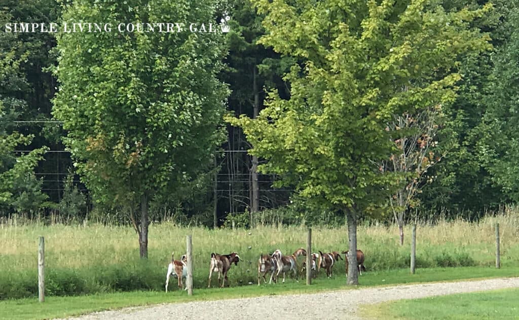 goats walking the mowed down path along the fence line