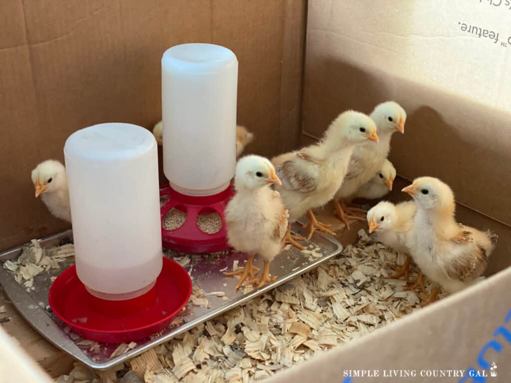 a small group of baby chicks near to a red waterer and feeder in a cardboard box