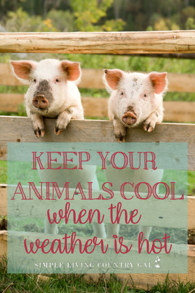 Worried about your animals in this hot August heat? Here are tips that will help your livestock cool off before they get sick. Do what you can to keep them cool and healthy even on the hottest days. My simple tips to keep your animals a bit more comfortable this summer. #keepanimalscool #homesteading