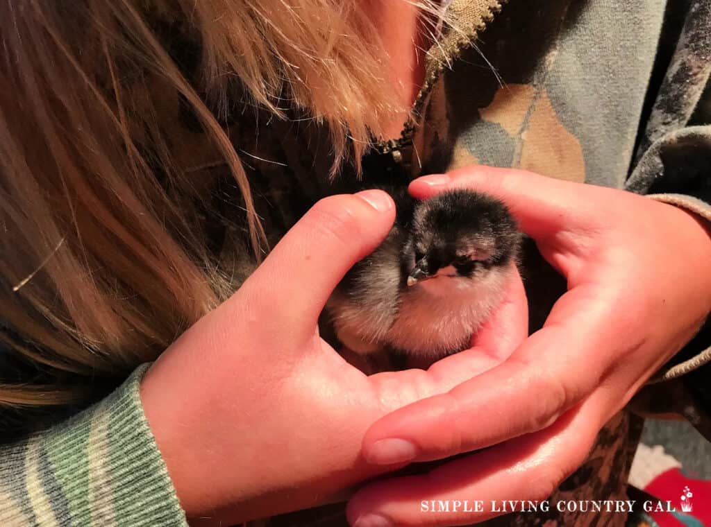 baby chick in a girl's hands