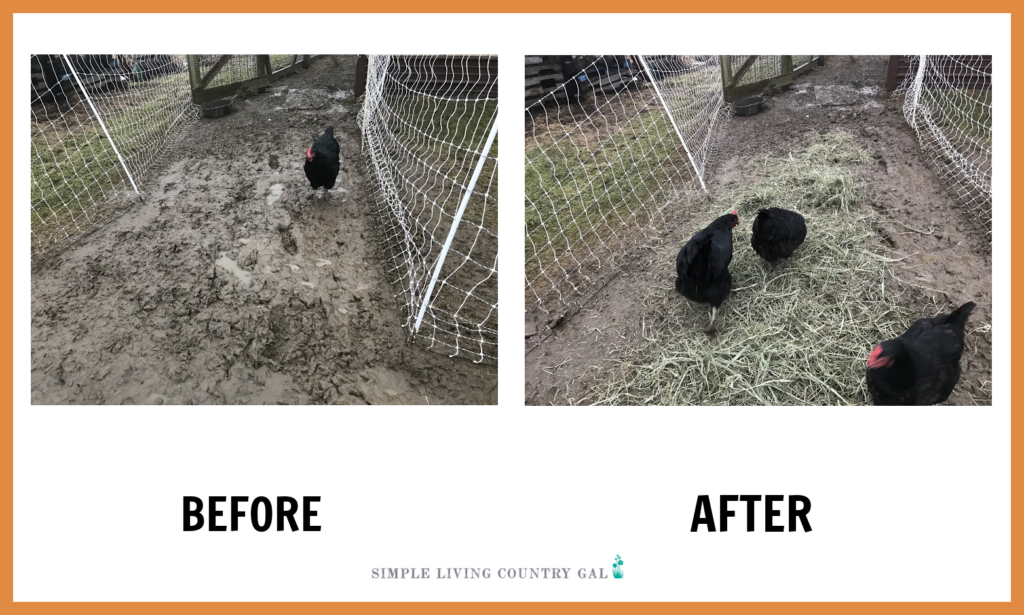 before and after of a wet chicken run