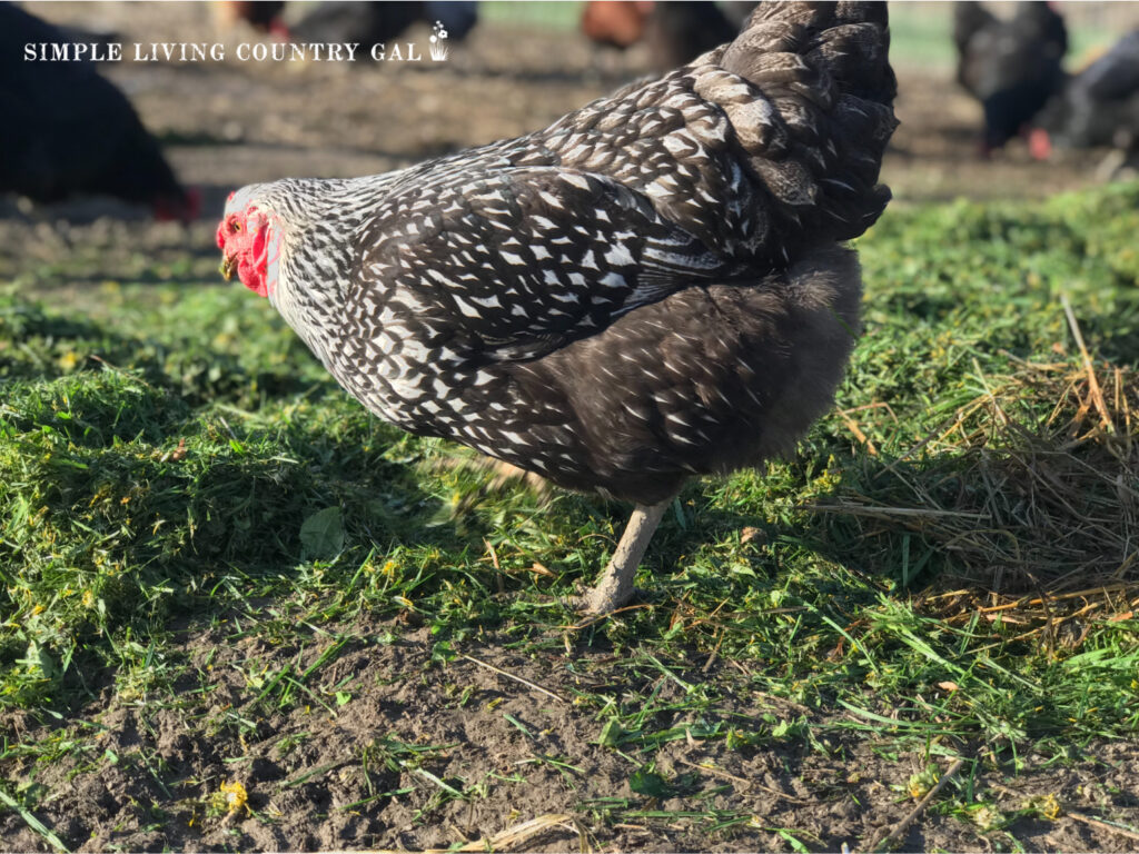 chicken eating grass in a wet chicken run