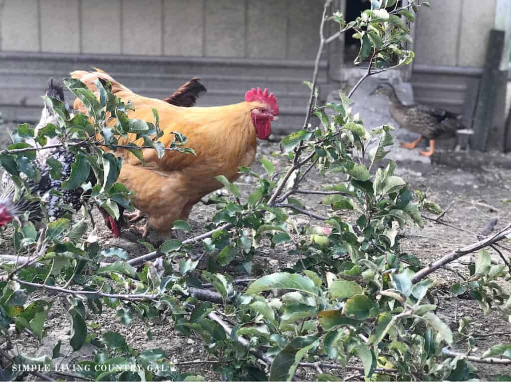 a rooster hiding behind branches in a coop