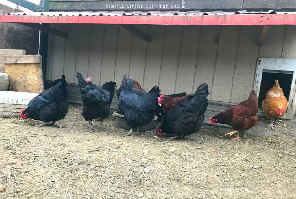 chickens under a roof in a coop