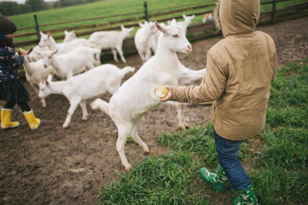 Children play with young goats, raised to be around people