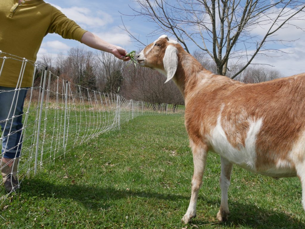 A woman feeds a docile goat over a small fence. 