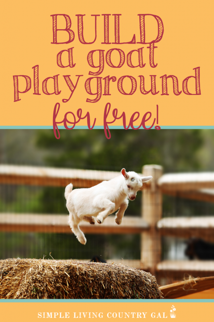 How to build a free DIY goat playground using recycled wood, tires, logs, and spools. A great way to encourage socialization in young goat kids. Keep your goats healthy with fun exercise and keep hooves short with play on rough surfaces. #homestead #dairygoats #goatkids #DIY