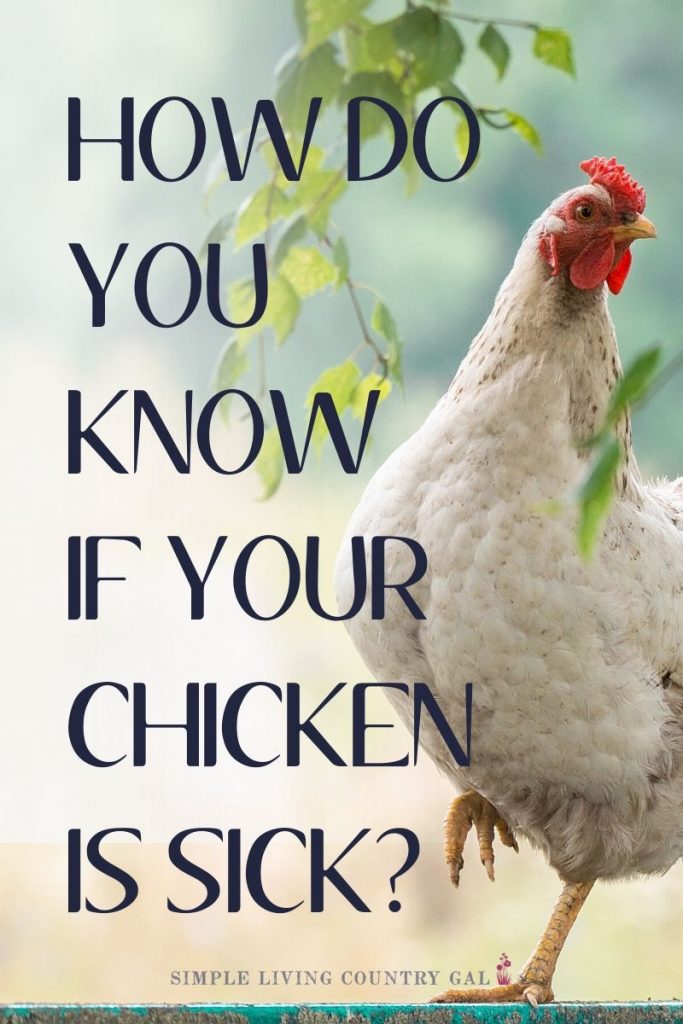 sick chicken care tips