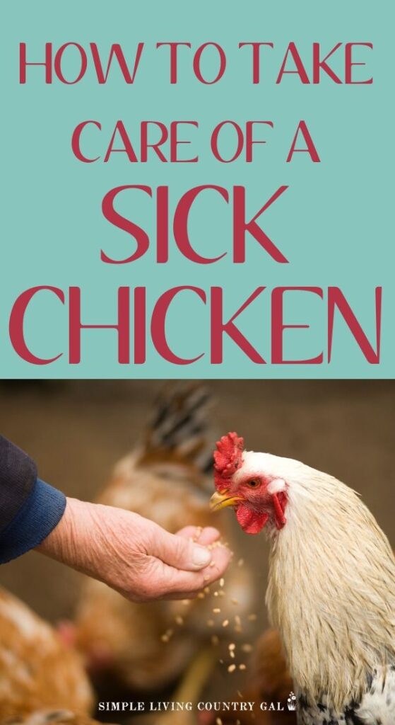 sick chicken checklist sick crate chickens