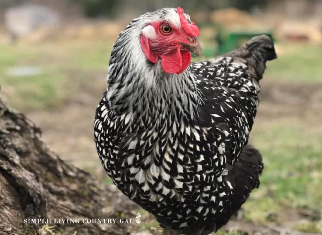 a healthy vibrant wattle and comb on a chicken that is not sick