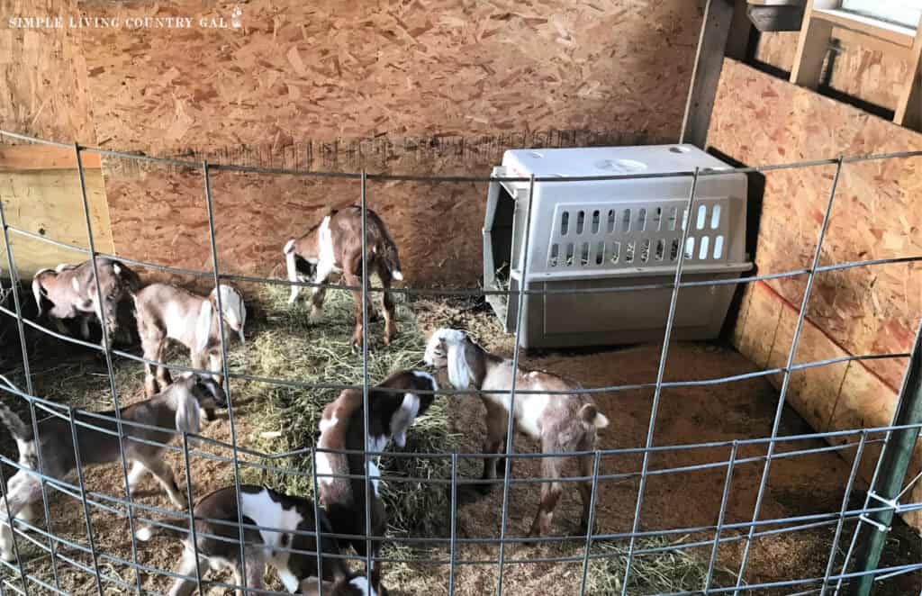 a plastic crate inside of a goat pen full of kids playing