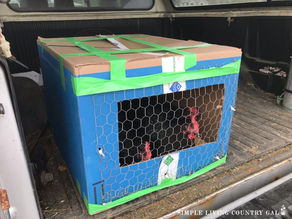 a cardboard box with a hole covered in chicken wire with hens inside of it