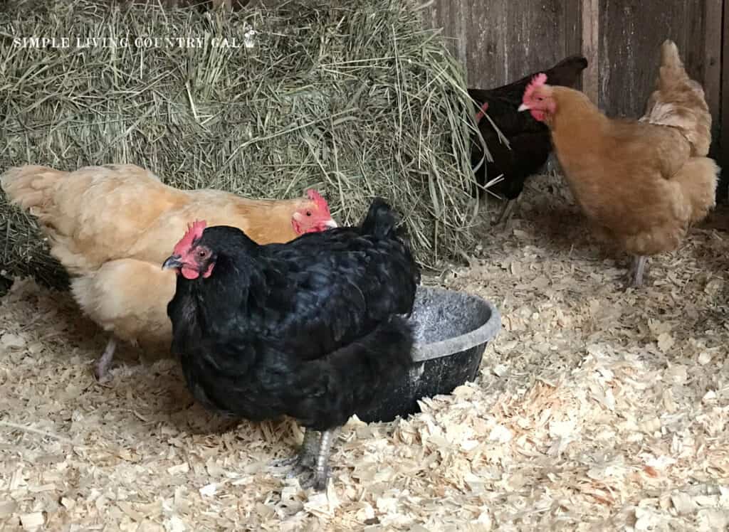 chickens in a coop