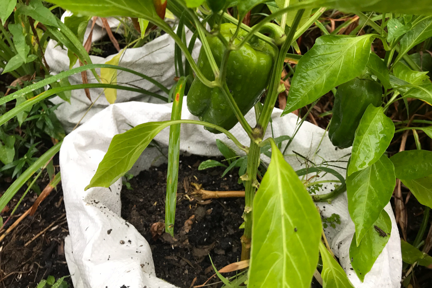 using discarded feed bags to grow pepper plants in. Containers for patio gardening ideas. 