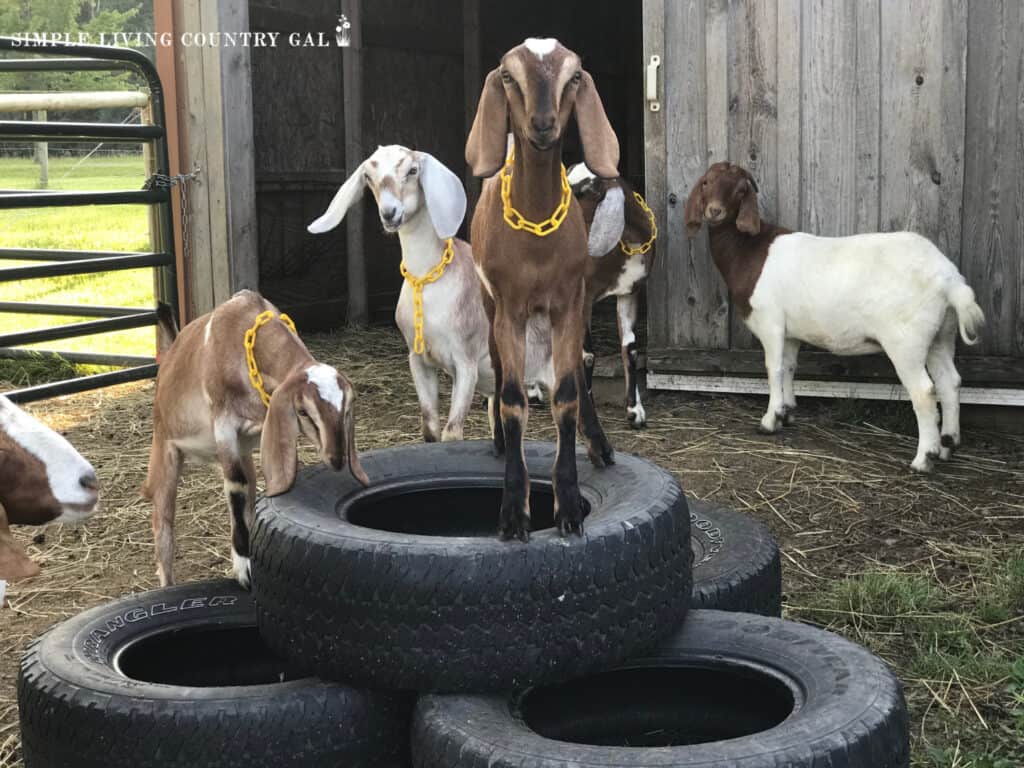 goats playing on stacked tires