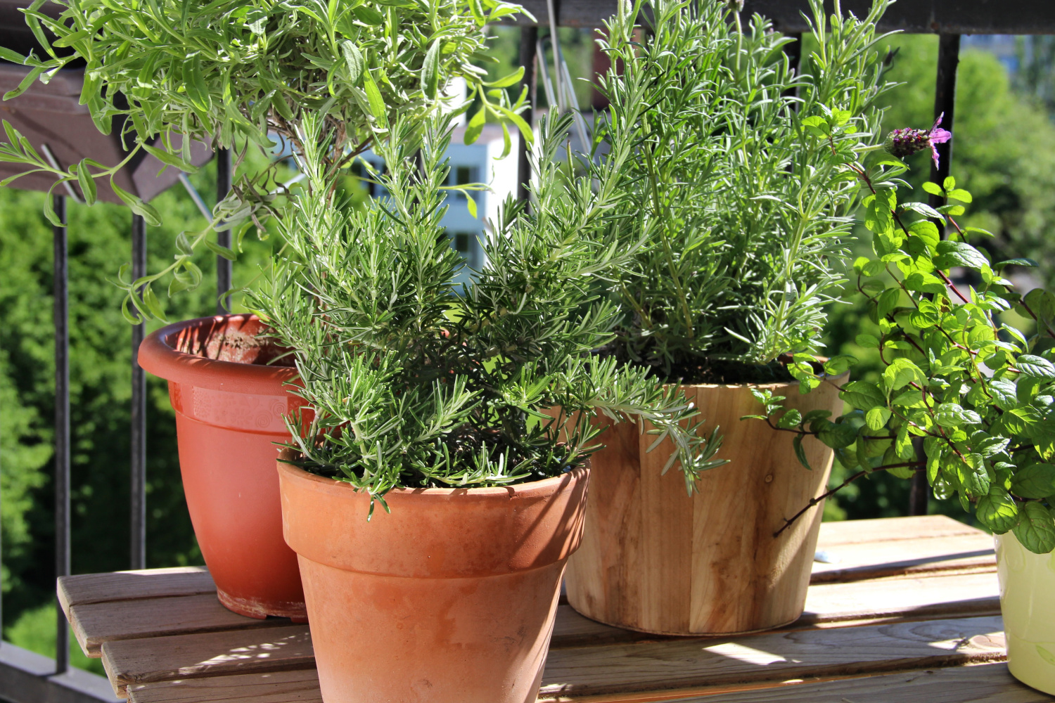 growing herbs in pots. Best pots to use outdoors to grow a container garden