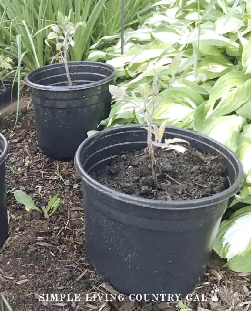 pepper and tomato plants growing in black planters