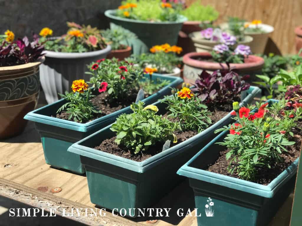 planters fills with beautiful flowers on a summer day