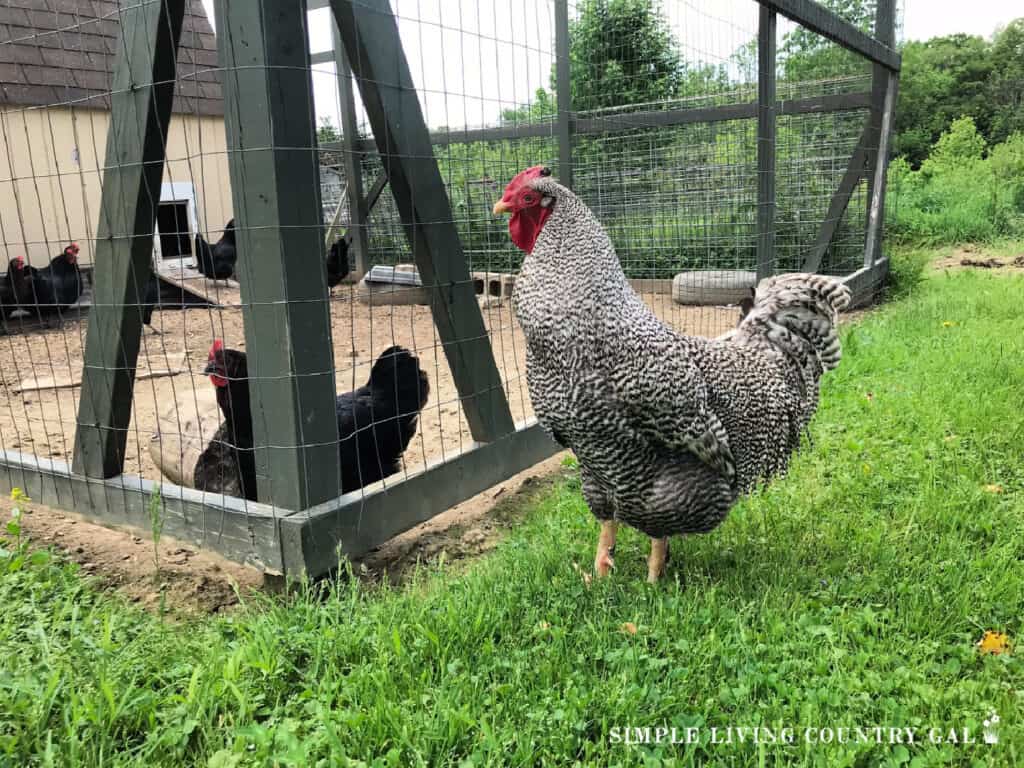 rooster outside of a chicken coop