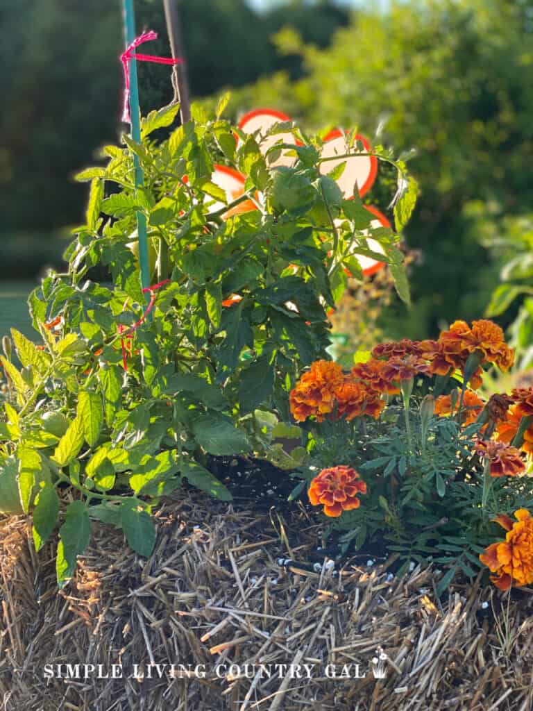 tomato growing in a straw bale with flowers in front