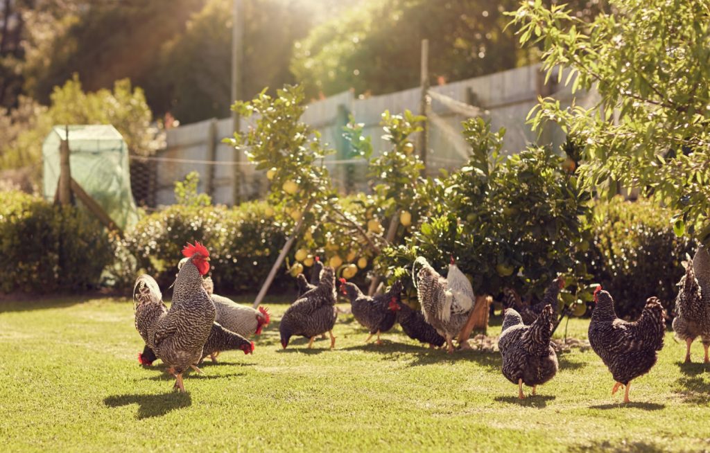a group of chickens in a small yard 