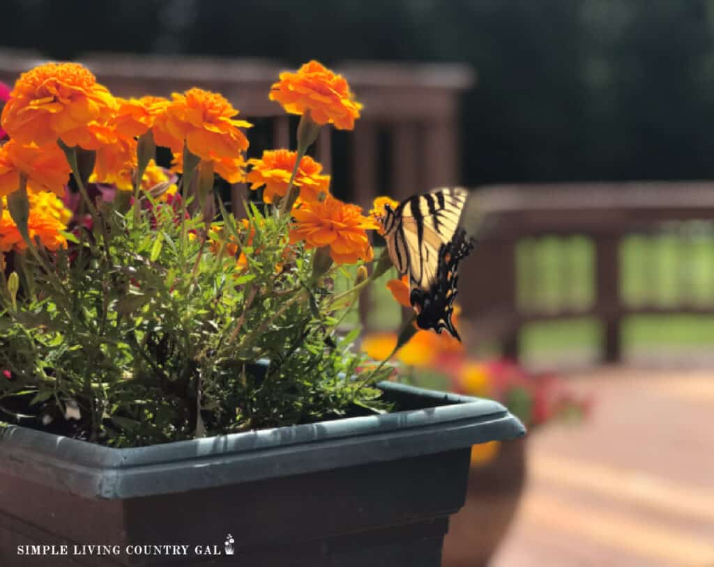 A butterfly rests on orange flowers. You can take vacations when you own a farm. 