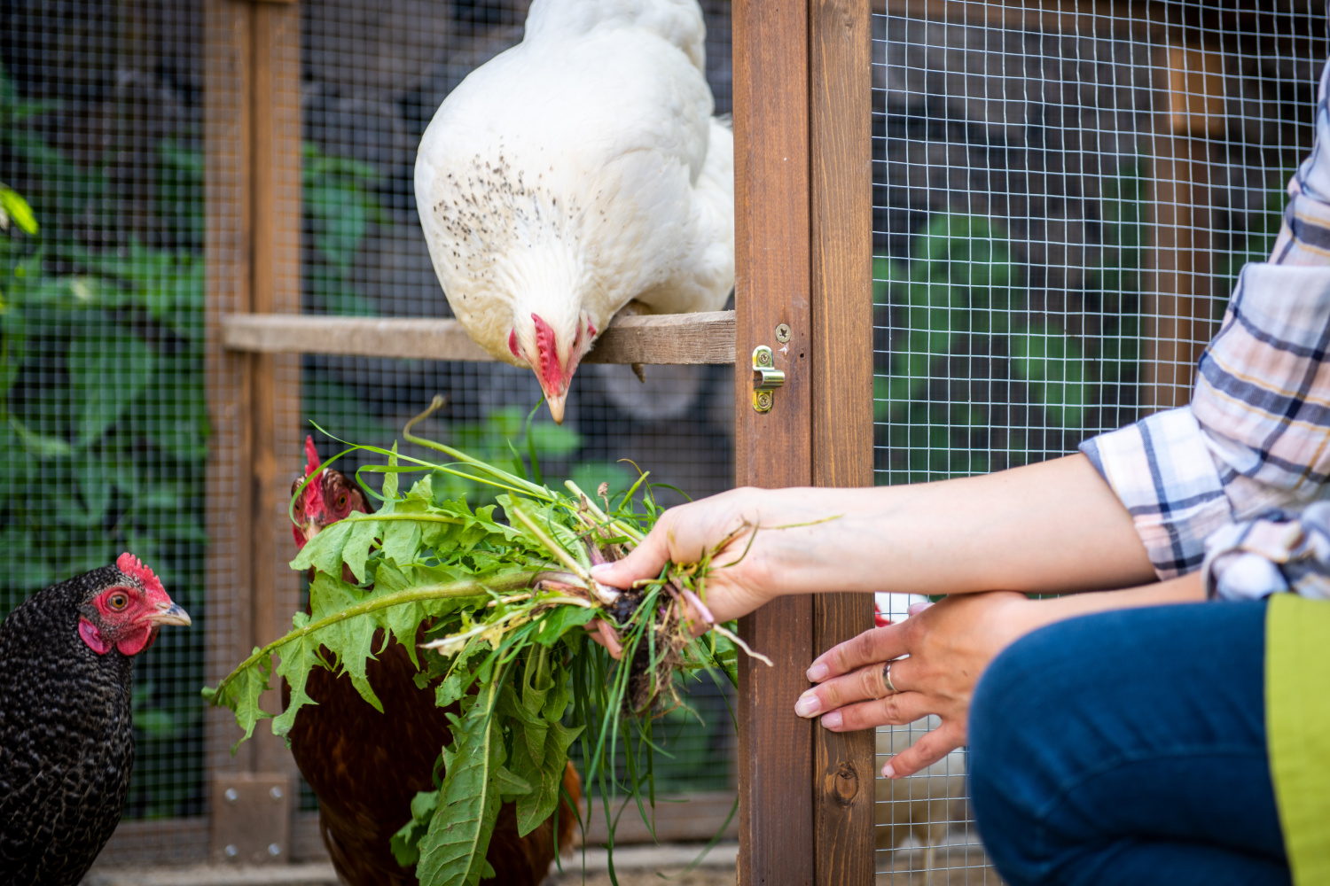 A trusted friend feeds a chicken for you so you can vacation with a farm