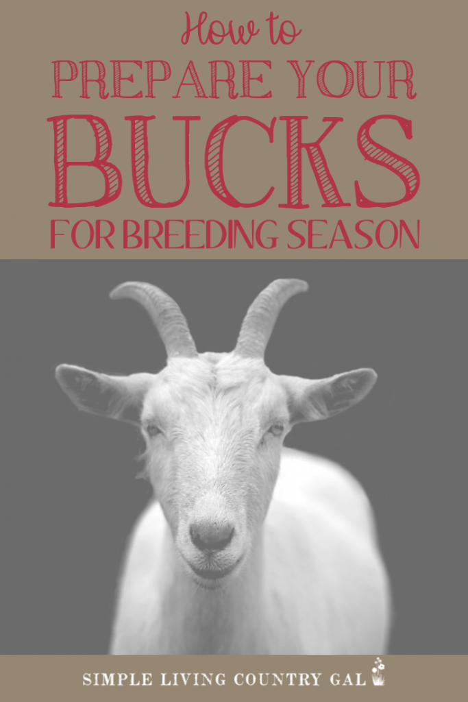 Buck Breeding Season