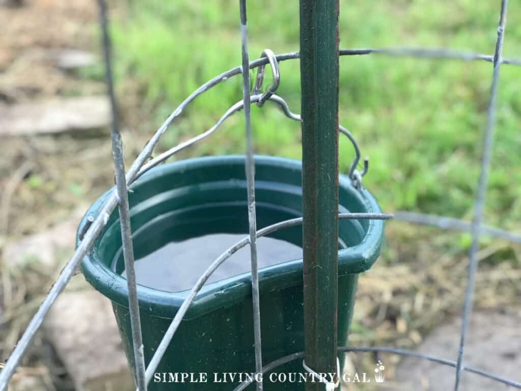 a bucket of water in a goat pen